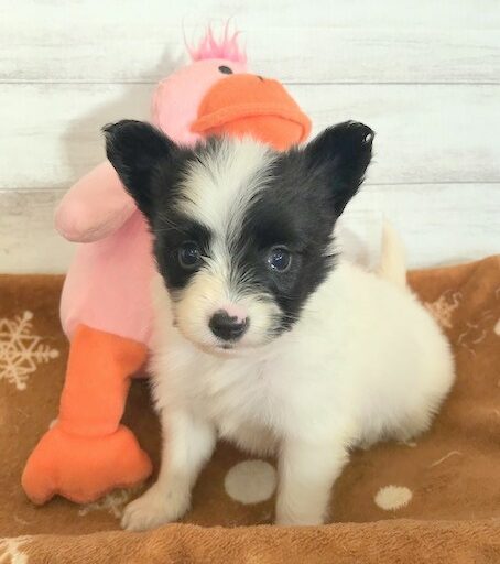 パピヨン 女の子 ペットサロン松山 仔犬の自家繁殖販売