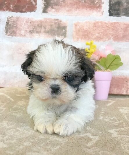 シーズー 女の子 ペットサロン松山 仔犬の自家繁殖販売