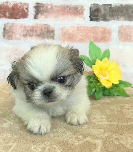 ペキニーズ 男の子 ペットサロン松山 仔犬の自家繁殖販売