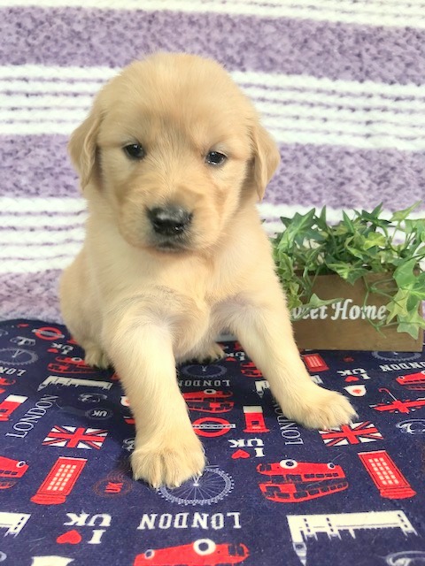 ゴールデンレトリバー 女の子 ペットサロン松山 仔犬の自家繁殖販売