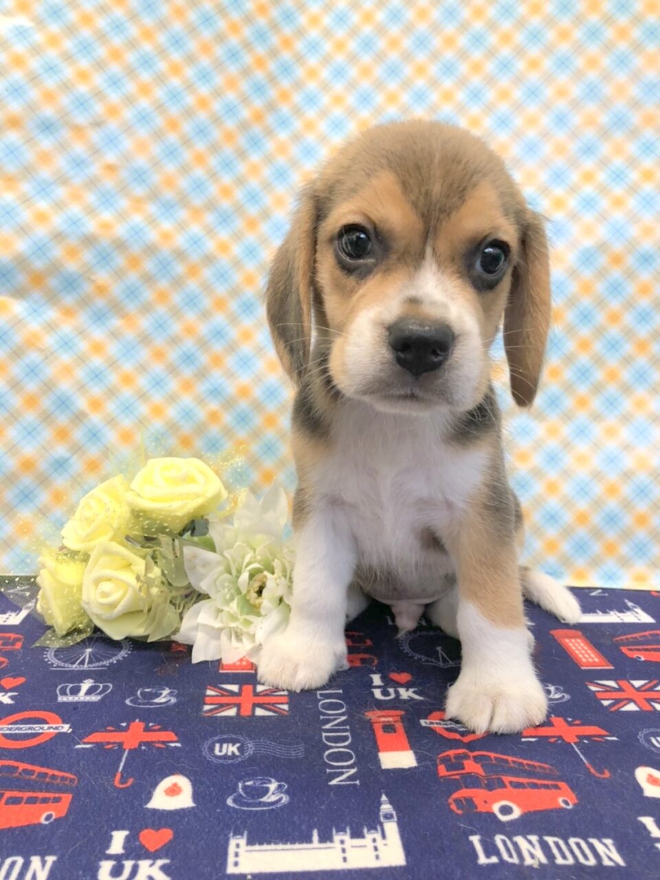 ビーグル 子犬 子猫 ペットサロン松山 仔犬の自家繁殖販売